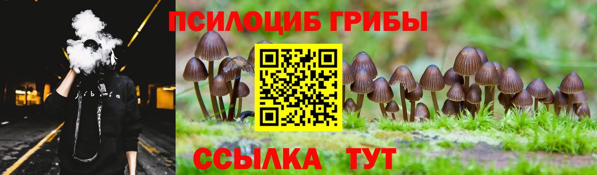 Галлюциногенные грибы Psilocybe Морозовск
